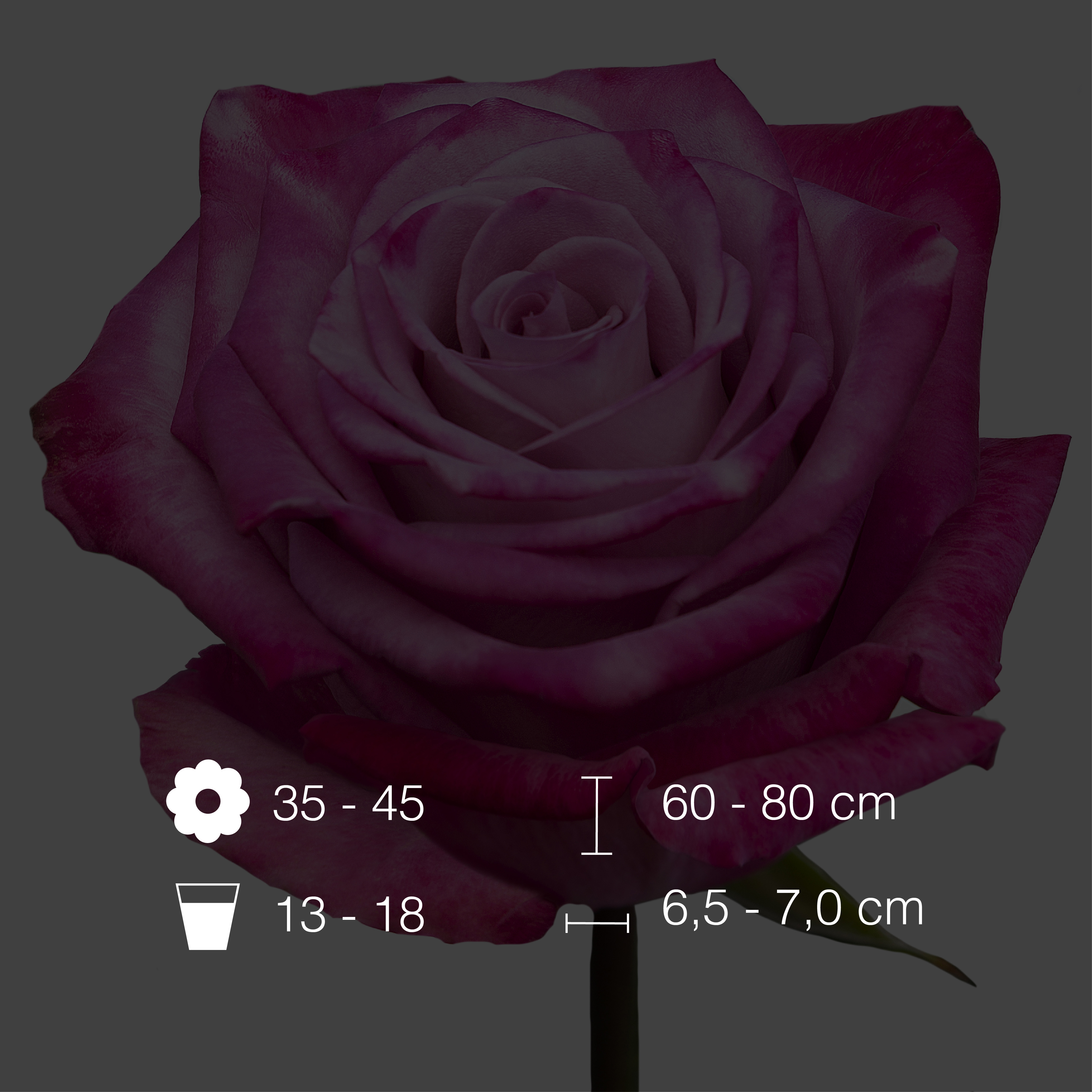 Moody Blues International Flowers EC