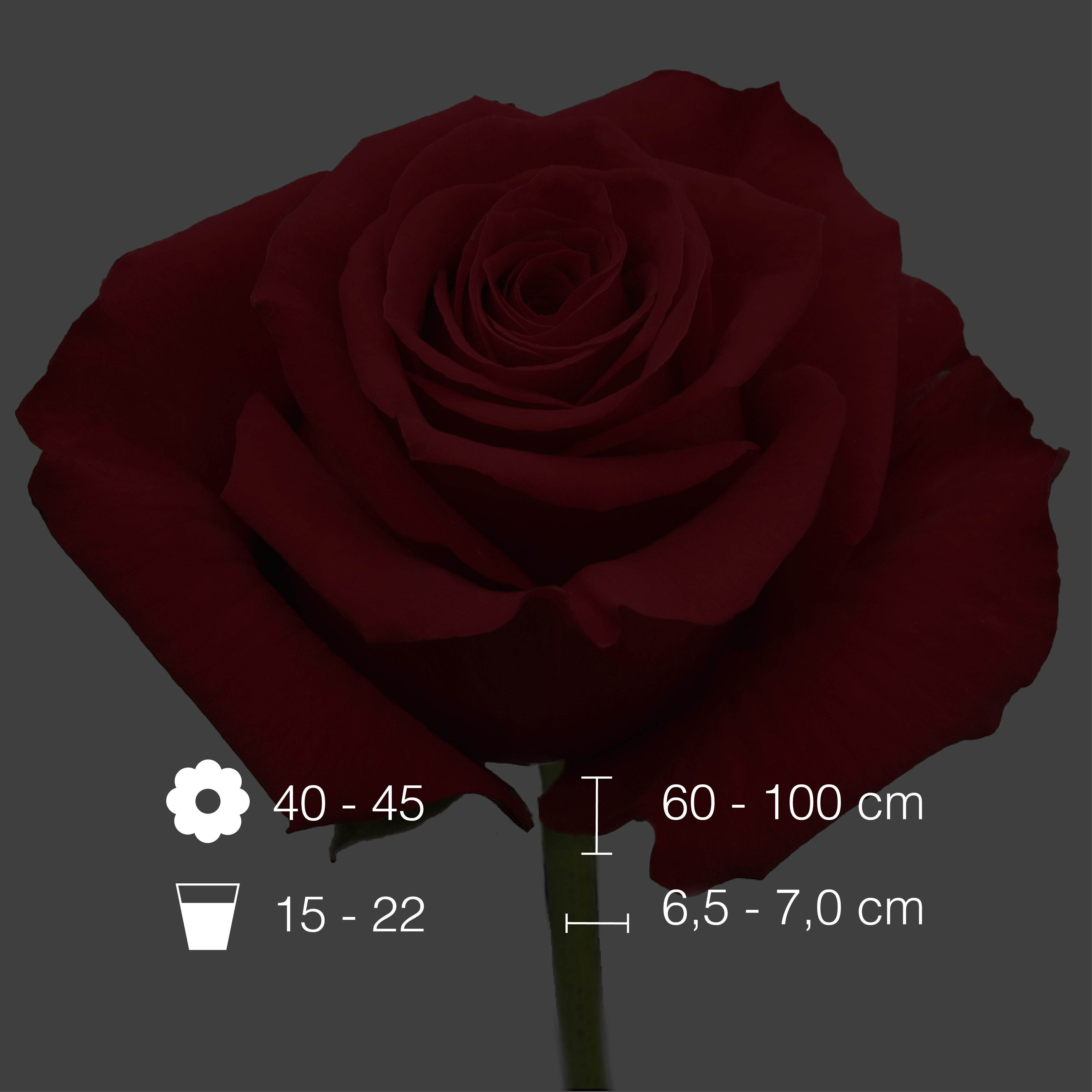 Undercover International Flowers EC