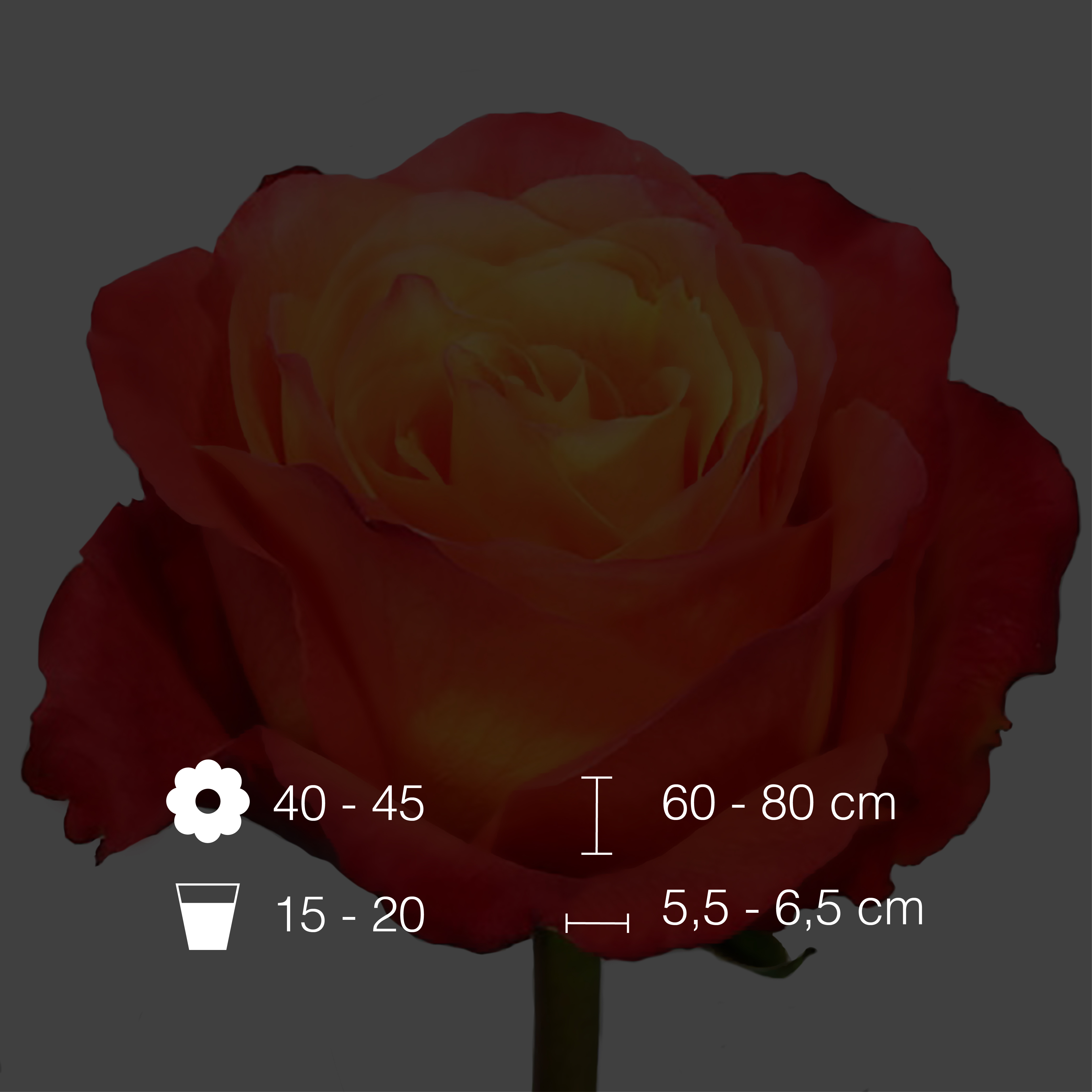 High Intense International Flowers EC