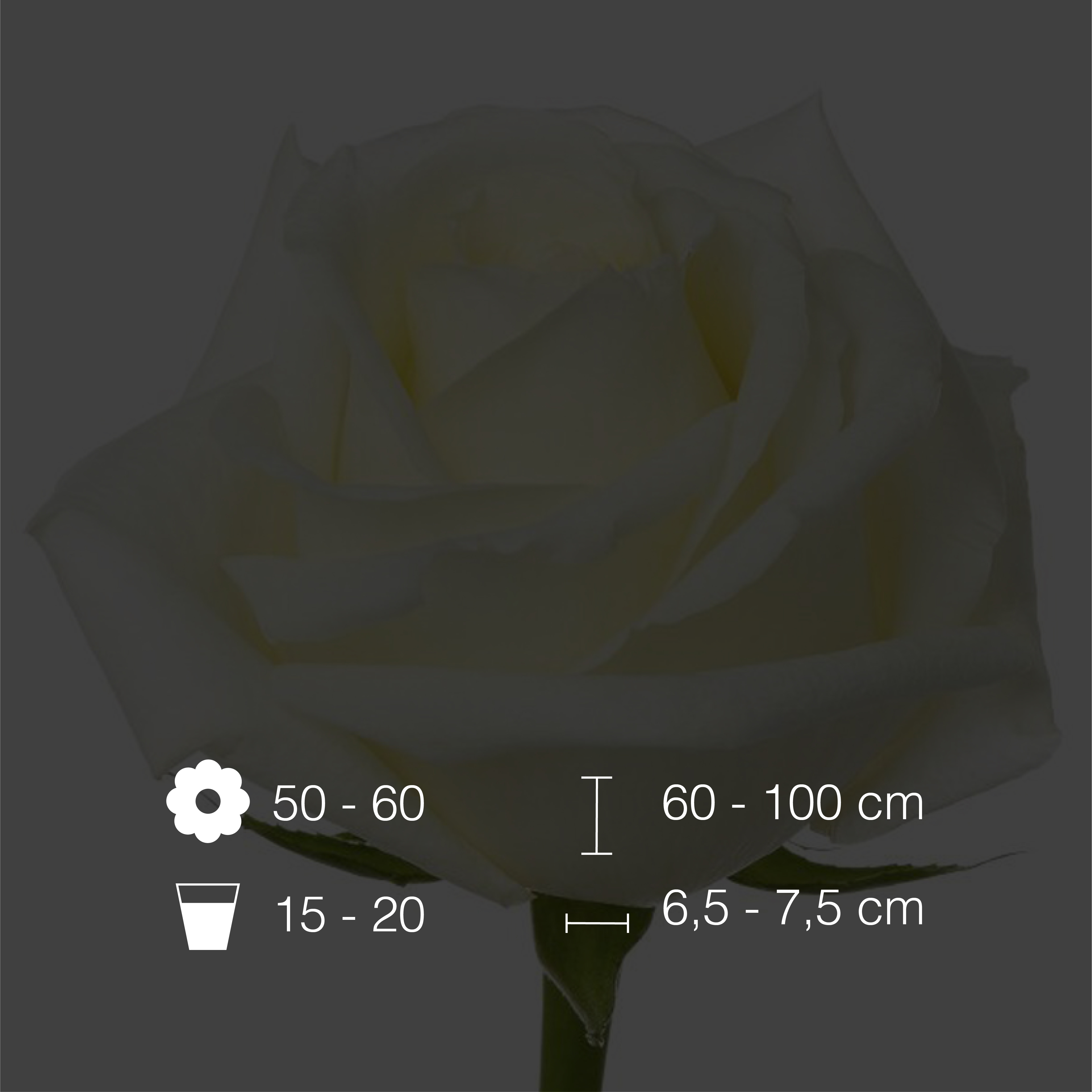 White Chocolate International Flowers EC