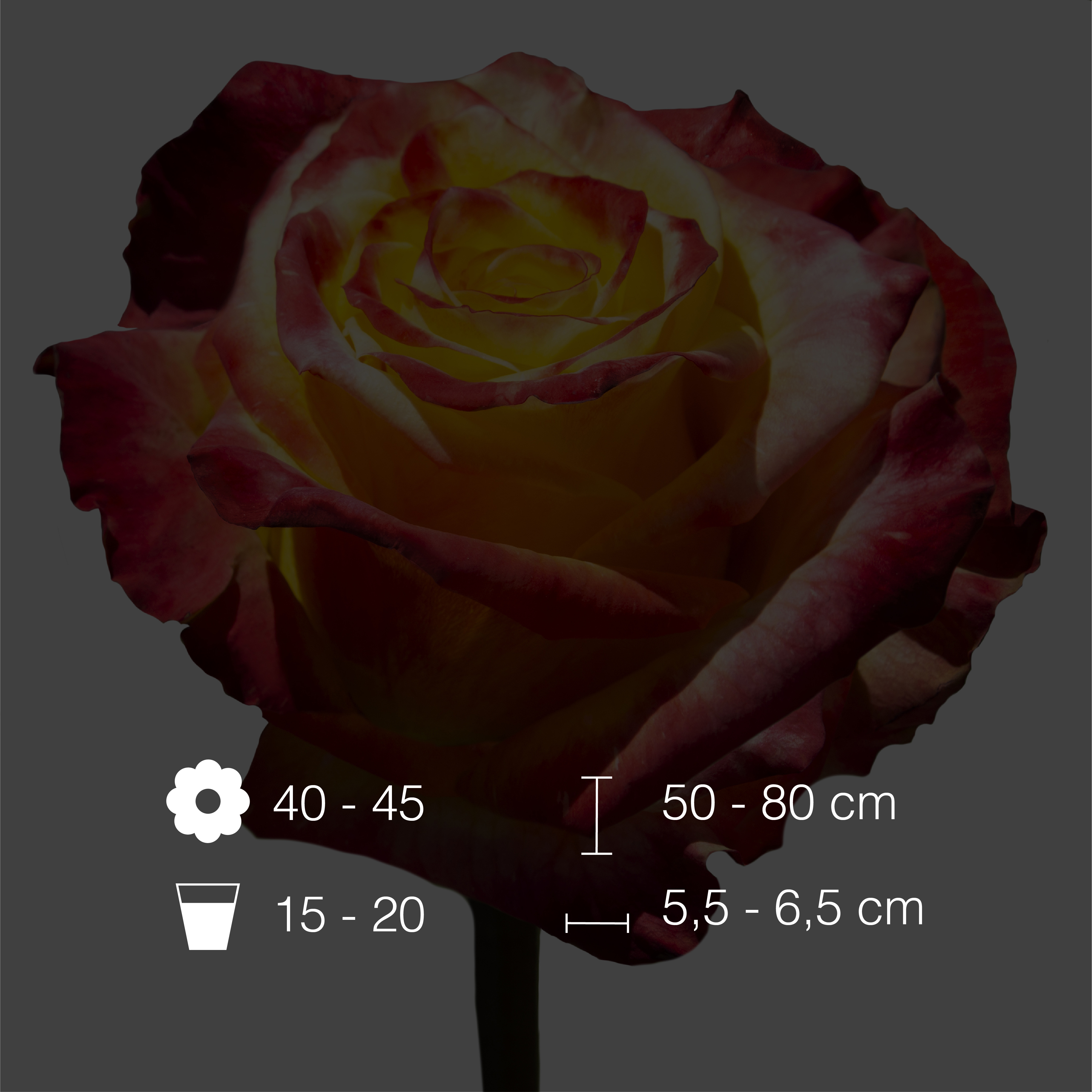 High Yellow International Flowers EC