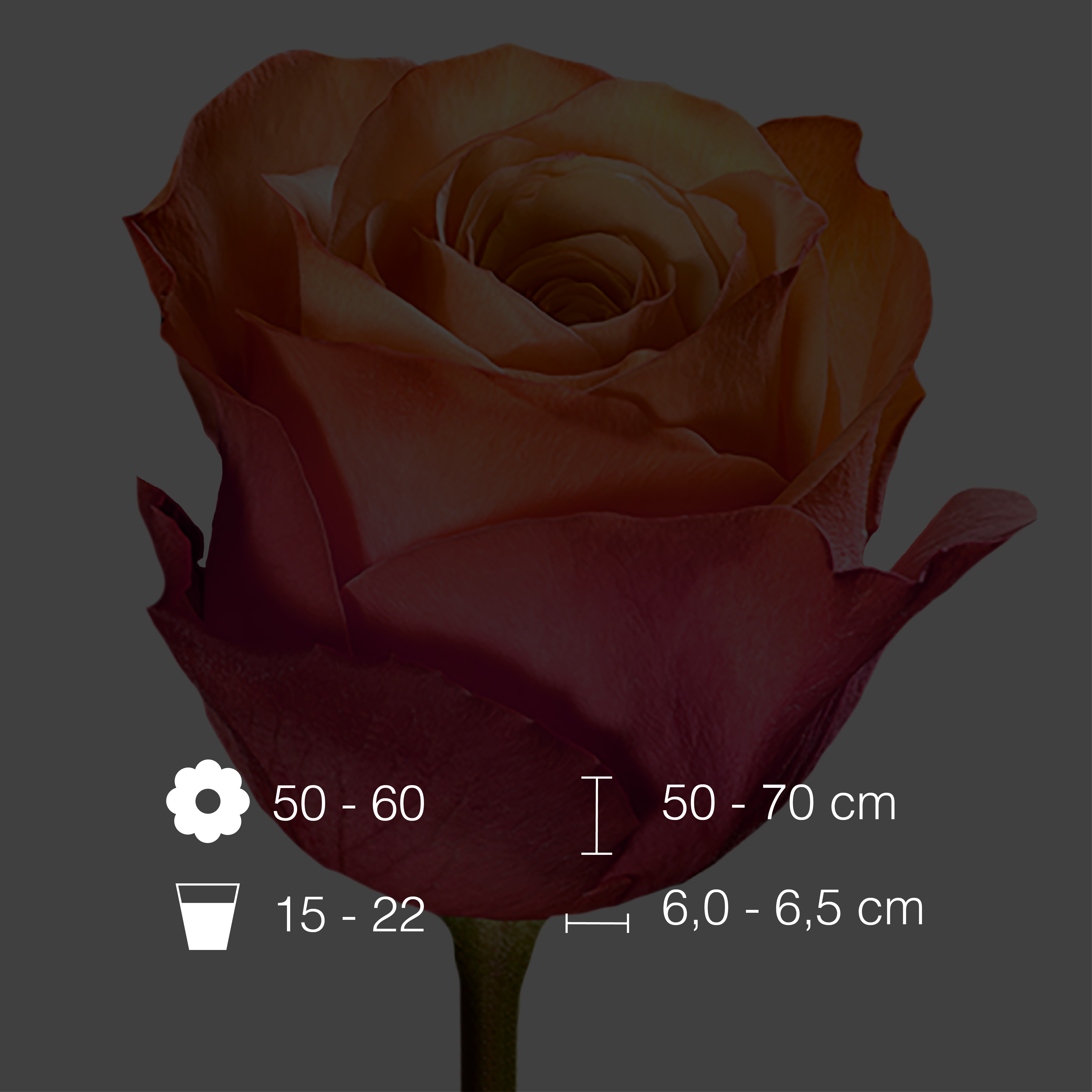 Kahala International Flowers EC