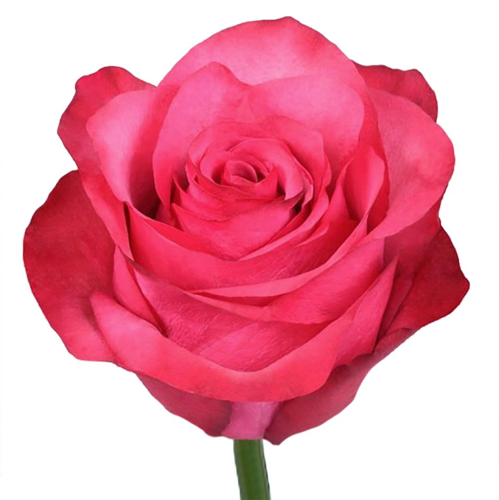 Lola International Flowers EC