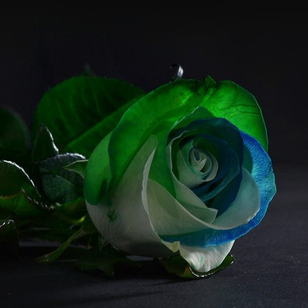 Lia International Flowers EC